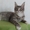 Котята Мэйн Кун - Изображение #6, Объявление #415374