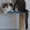 Котята Мэйн Кун - Изображение #1, Объявление #415374