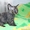 предлагается резервирование  котят девон рекс - Изображение #3, Объявление #422429