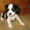 Продам щенков Кавалер Кинг Чарльз Спаниеля - Изображение #1, Объявление #411826