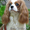 Продам щенков Кавалер Кинг Чарльз Спаниеля - Изображение #3, Объявление #411826