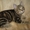 Курильский бобтейл-кошка с хвостом-помпоном - Изображение #1, Объявление #406886