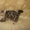 Курильский бобтейл-кошка с хвостом-помпоном - Изображение #3, Объявление #406886
