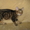 Курильский бобтейл-кошка с хвостом-помпоном - Изображение #4, Объявление #406886