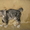 Курильский бобтейл-кошка с хвостом-помпоном #406886