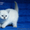 Британские голубоглазые котятки #286969