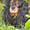 Продам щенков Кавалер Кинг Чарльз Спаниеля - Изображение #2, Объявление #411826