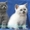 Роскошные британские плюшевые котята окрасы блю-поинт и голубой