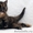 Шотландские котята разных окрасов - Изображение #6, Объявление #450481