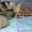 экзотические котята на продажу сервала,  Саванна,  бенгальские котята #432434