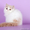 Персидские и экзотические короткошерстные котята #444773