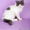 Персидские и экзотические короткошерстные котята - Изображение #2, Объявление #444773