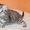 Шотландские котята разных окрасов - Изображение #5, Объявление #450481