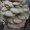грибы вешенки свежие #442360