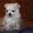 Продажа длинношерстного щенка чихуахуа #456010