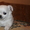Продажа длинношерстного щенка чихуахуа - Изображение #2, Объявление #456010