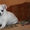Продажа длинношерстного щенка чихуахуа - Изображение #3, Объявление #456010