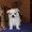 Продажа длинношерстного щенка чихуахуа - Изображение #5, Объявление #456010