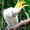 крупные попугаи - Изображение #3, Объявление #427505