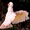 попугаи какаду купить - Изображение #2, Объявление #427514