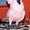 попугаи какаду купить - Изображение #1, Объявление #427514