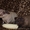 Болдуин-лысые питомцы - Изображение #1, Объявление #449850