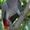 попугаи жако питомник говорящие - Изображение #1, Объявление #427510
