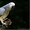 попугаи жако питомник говорящие - Изображение #2, Объявление #427510