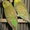 Птенцы волнистых попугаев #465781