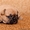 Французский бульдог- щенки - Изображение #4, Объявление #382809