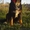 Красивые щенки Бернского Зенненхунда! - Изображение #5, Объявление #473398