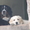 Красивые щенки Бернского Зенненхунда! - Изображение #3, Объявление #473398