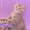Британские котята циннамон-пятно - Изображение #1, Объявление #480093