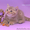 Британские котята циннамон-пятно - Изображение #2, Объявление #480093