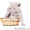 Ласковые британские котята на Новый Год! - Изображение #2, Объявление #483265