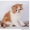 Экзотическая плюшевые котята - Изображение #4, Объявление #473844