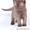 Ласковые британские котята на Новый Год! - Изображение #3, Объявление #483265
