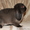 Карликовые крольчата, питомник - Изображение #5, Объявление #471618