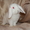 Карликовые крольчата, питомник - Изображение #6, Объявление #471618
