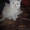 британские котятки редких окрасов - Изображение #2, Объявление #457147