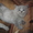 британские котятки редких окрасов - Изображение #3, Объявление #457147
