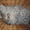 Британские плюшевые котята с отличной родословной - Изображение #1, Объявление #457144