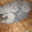 Британские плюшевые котята с отличной родословной - Изображение #2, Объявление #457144