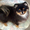 продаются щенки померанского шпица - Изображение #1, Объявление #307461