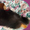 продаются щенки померанского шпица - Изображение #3, Объявление #307461