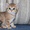 Питомник Arbor Vitae предлагает плюшевых британских котят (кошек) - Изображение #3, Объявление #482748