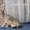 Питомник Arbor Vitae предлагает плюшевых британских котят (кошек) - Изображение #1, Объявление #482748