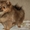 Карликовый померанский шпиц - Изображение #2, Объявление #482121