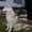 Сибирская хаски подрощенного щенка продаю #483873