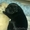 Породные щени лабрадора ретривера - Изображение #1, Объявление #500857